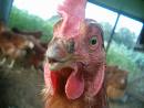 files/audio/Tilia Project - DEMO CD/I Know my Chickens.jpg